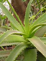 Aloe Arborescens (fam Asphodelacees) (Afrique du sud) (03) (Photo F. Mrugala)
